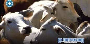 Gusano barrenador de ganado llega a 21 entidades y afecta exportaciones Gusano barrenador de ganado llega a 21 entidades y afecta exportaciones