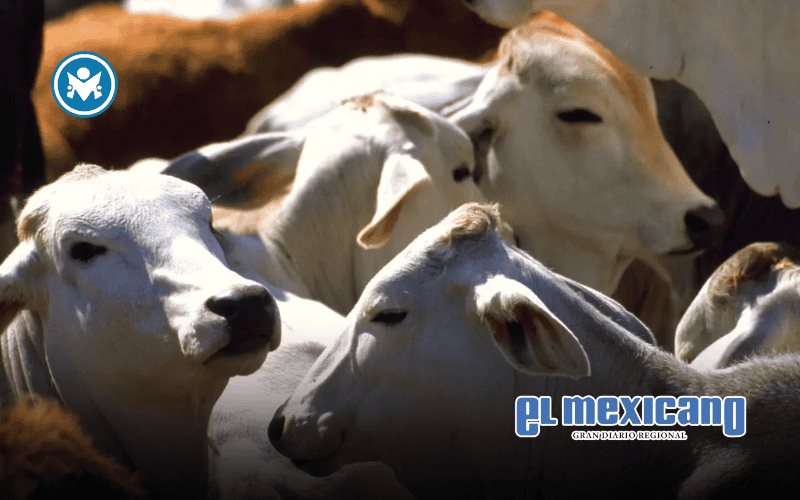 Gusano barrenador de ganado llega a 21 entidades y afecta exportaciones