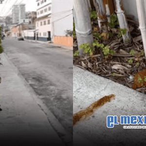 Vecina denuncia que alguien defec&oacute; en su jardinera en la colonia Cacho