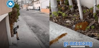 Vecina denuncia que alguien defecó en su jardinera en la colonia Cacho Vecina denuncia que alguien defecó en su jardinera en la colonia Cacho
