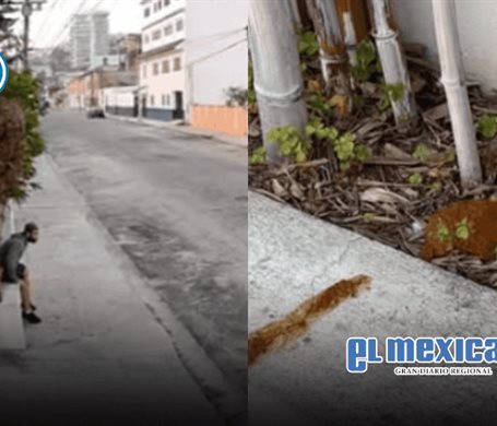 Vecina denuncia que alguien defecó en su jardinera en la colonia Cacho Vecina denuncia que alguien defecó en su jardinera en la colonia Cacho