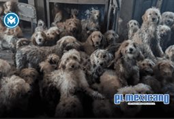 La fundaci&oacute;n de Harry lo demanda: Sentebale acusa al duque de difamaci&oacute;n