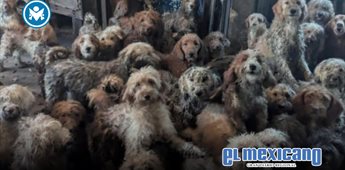 Rescatan a 250 caniches hacinados en una vivienda en Inglaterra Rescatan a 250 caniches hacinados en una vivienda en Inglaterra
