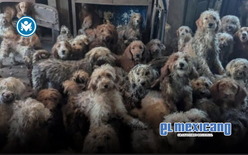 Rescatan a 250 caniches hacinados en una vivienda en Inglaterra