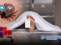 Baja California registra 14 muertes por rickettsia en lo que va de 2026 Baja California registra 14 muertes por rickettsia en lo que va de 2026