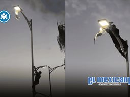 Joven rescata gaviota tras escalar luminaria en La Paz