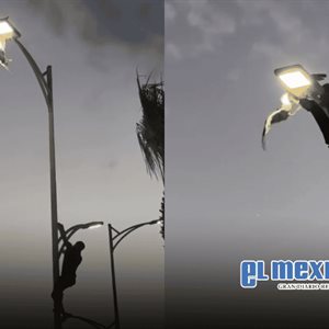 Joven rescata gaviota tras escalar luminaria en La Paz
