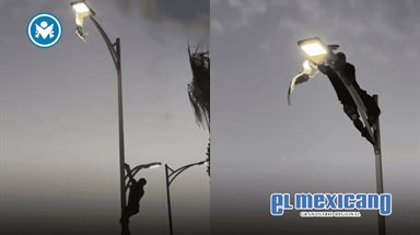 Joven rescata gaviota tras escalar luminaria en La Paz
