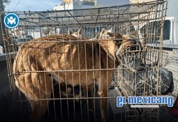 Aumenta la victimización en la Zona Metropolitana: casi 1 de cada 5 hogares fue afectado Aumenta la victimización en la Zona Metropolitana: casi 1 de cada 5 hogares fue afectado