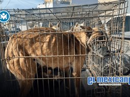 Rescatan a cinco perros en condiciones de abandono; hallan uno sin vida