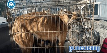 Rescatan a cinco perros en condiciones de abandono; hallan uno sin vida Rescatan a cinco perros en condiciones de abandono; hallan uno sin vida