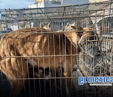 Rescatan a cinco perros en condiciones de abandono; hallan uno sin vida Rescatan a cinco perros en condiciones de abandono; hallan uno sin vida