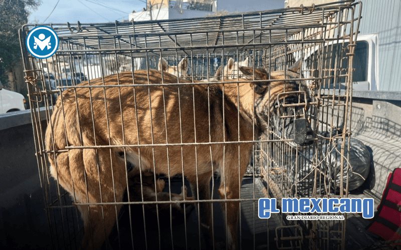 Rescatan a cinco perros en condiciones de abandono; hallan uno sin vida