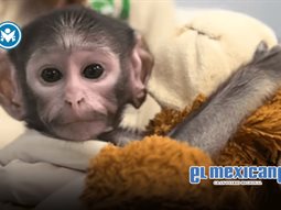 &iquest;El Punch mexicano? Yuji, mono beb&eacute; rechazado en Guadalajara, conmueve en redes