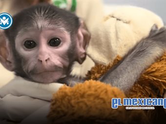 &iquest;El Punch mexicano? Yuji, mono beb&eacute; rechazado en Guadalajara, conmueve en redes