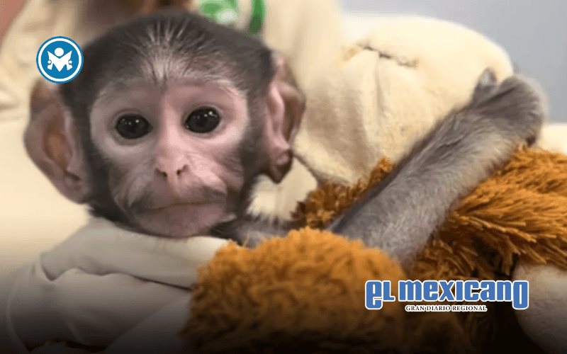 &iquest;El Punch mexicano? Yuji, mono beb&eacute; rechazado en Guadalajara, conmueve en redes