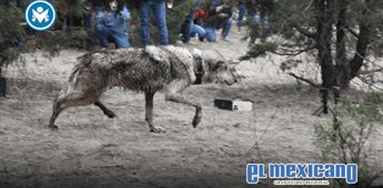 Regresa el lobo mexicano a Durango en hist&oacute;rico modelo de conservaci&oacute;n comunitaria