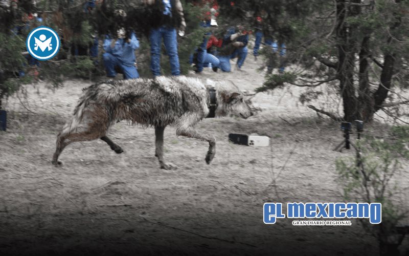 Regresa el lobo mexicano a Durango en histórico modelo de conservación comunitaria Regresa el lobo mexicano a Durango en histórico modelo de conservación comunitaria