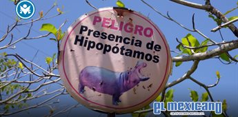 Colombia decide sacrificar a 80 ejemplares de hipop&oacute;tamos