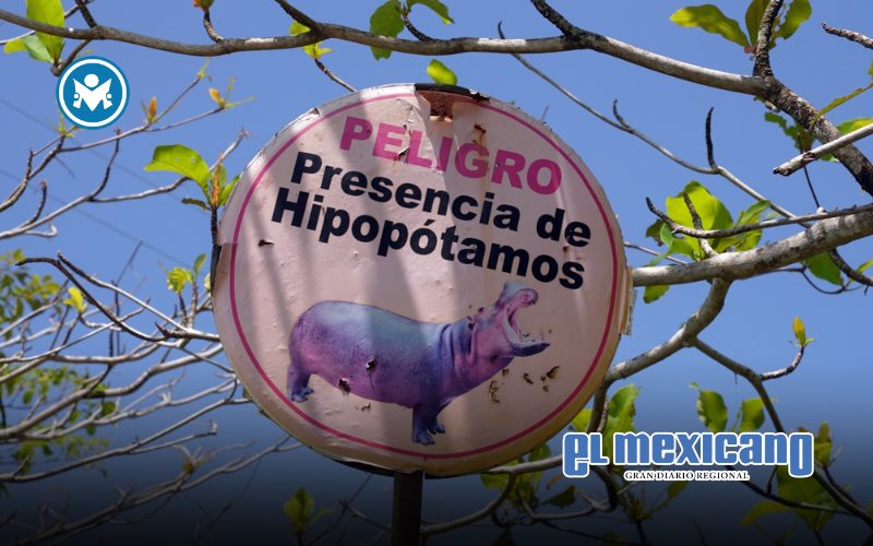 Colombia decide sacrificar a 80 ejemplares de hipop&oacute;tamos