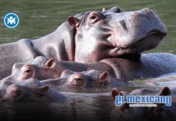 Sheinbaum presenta comit&eacute; cient&iacute;fico para evaluar gas no convencional