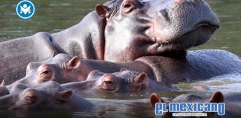 AZCARM rechaza sacrificio de hipop&oacute;tamos en Colombia y propone reubicaci&oacute;n