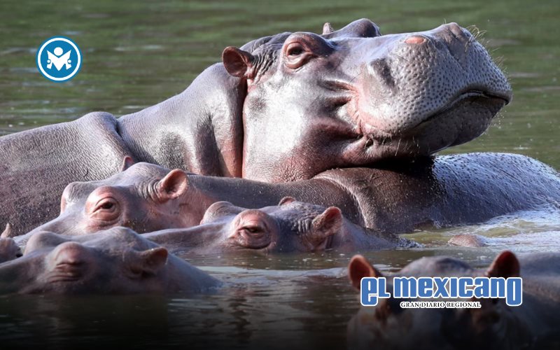 AZCARM rechaza sacrificio de hipop&oacute;tamos en Colombia y propone reubicaci&oacute;n