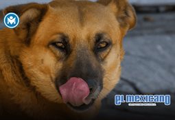 &iexcl;Es hora de bailar! La Nueva Ola de Cumbia presenta: "Lleg&oacute; La Nueva Ola"