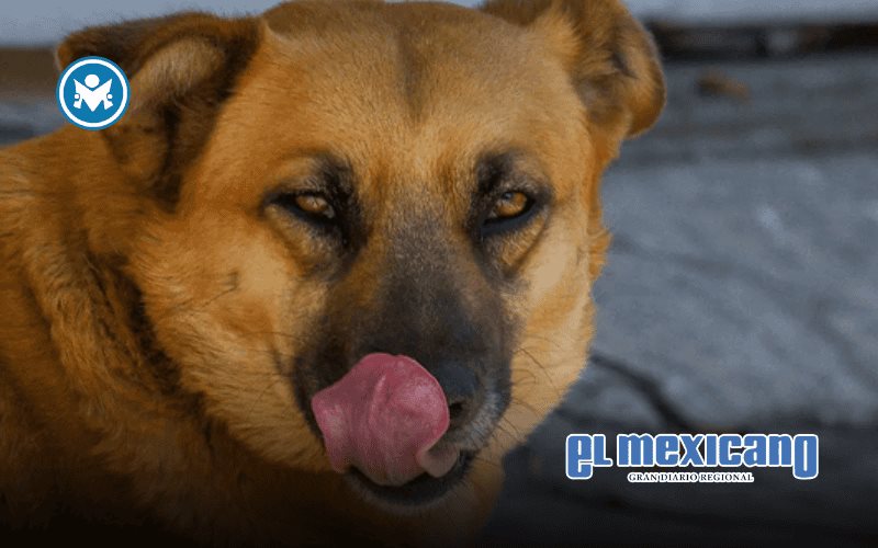 "Perro caramelo" es reconocido como raza mexicana