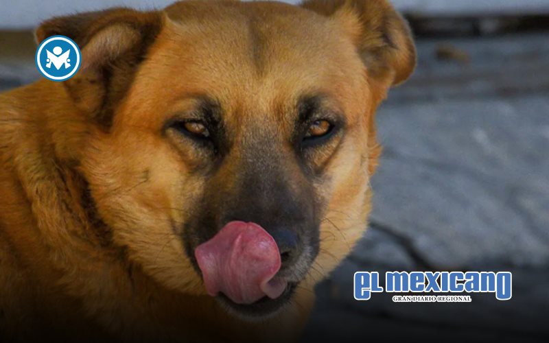 "Perro caramelo" es reconocido como raza mexicana