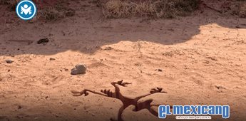&iexcl;Coyote vs Acme tendr&aacute; doblaje al espa&ntilde;ol!
