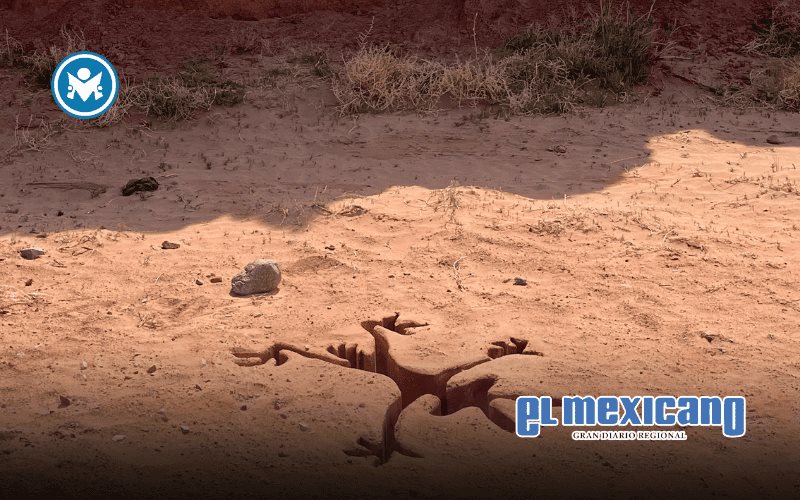 &iexcl;Coyote vs Acme tendr&aacute; doblaje al espa&ntilde;ol!