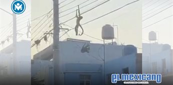 Rescatan a mono ara&ntilde;a tras descarga el&eacute;ctrica en Guadalajara