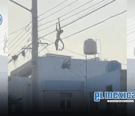Rescatan a mono ara&ntilde;a tras descarga el&eacute;ctrica en Guadalajara