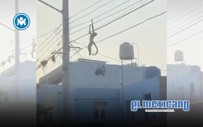 Rescatan a mono ara&ntilde;a tras descarga el&eacute;ctrica en Guadalajara
