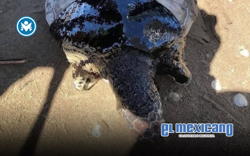 Pemex registra casi 4,000 derrames en cinco a&ntilde;os