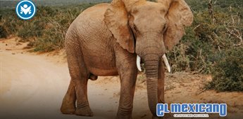 Cazador millonario muere pisoteado por elefantes