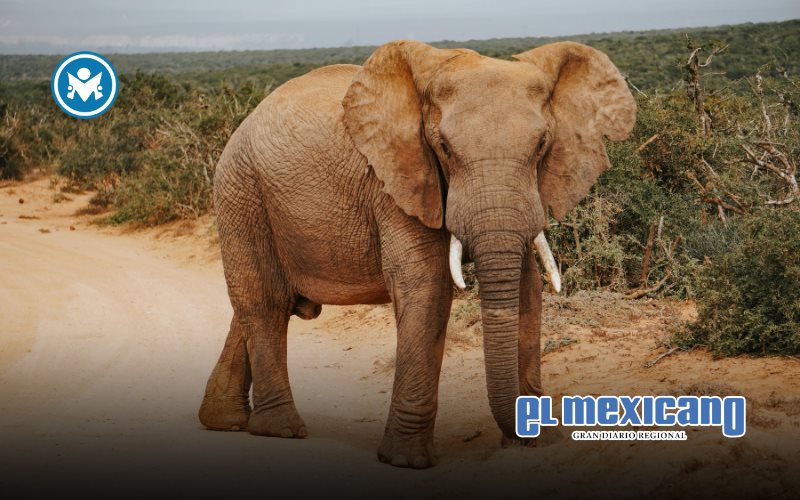 Cazador millonario muere pisoteado por elefantes