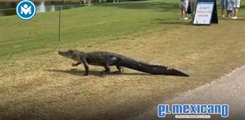 Cocodrilo irrumpe en torneo de golf en Nueva Orleans