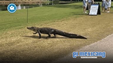 Cocodrilo irrumpe en torneo de golf en Nueva Orleans