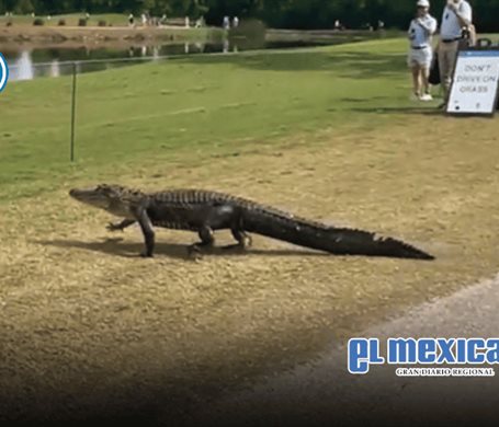 Cocodrilo irrumpe en torneo de golf en Nueva Orleans