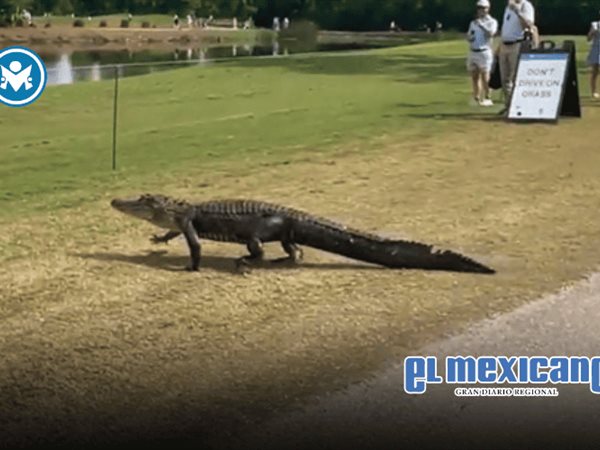 Cocodrilo irrumpe en torneo de golf en Nueva Orleans