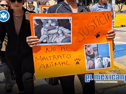 Exigen c&aacute;rcel para presunto agresor que mat&oacute; a un gatito tras coserle el hocico