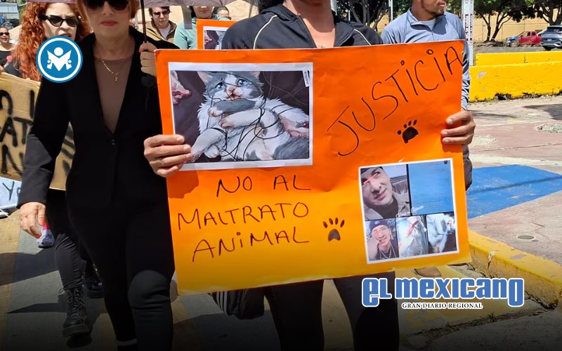 Exigen c&aacute;rcel para presunto agresor que mat&oacute; a un gatito tras coserle el hocico