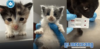 Abandonan a una gata y dos cr&iacute;as frente a casa investigada por crueldad animal en El Dorado