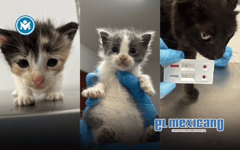 Abandonan a una gata y dos cr&iacute;as frente a casa investigada por crueldad animal en El Dorado