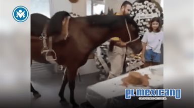 Yegua irrumpe en funeral de Brasil para despedir a su due&ntilde;o