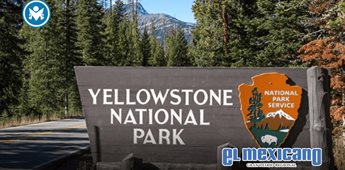 Oso ataca a excursionistas en Yellowstone y provoca cierre de senderos