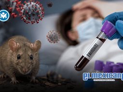 Israel reporta su primer caso de hantavirus; descartan v&iacute;nculo con crucero MV Hondius