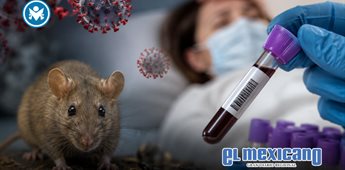 Israel reporta su primer caso de hantavirus; descartan v&iacute;nculo con crucero MV Hondius